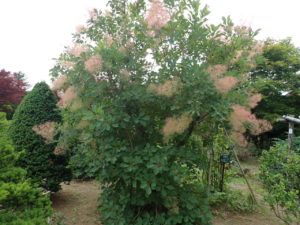 スモークツリー　全体